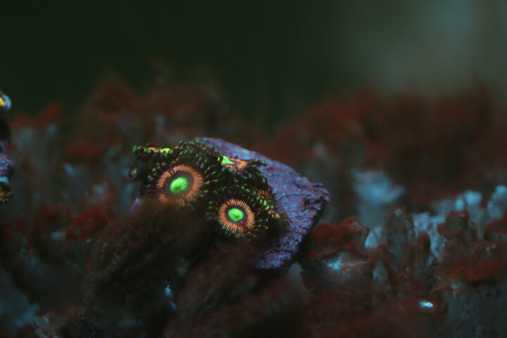 Growing Zoas Lord of the Rings Zoanthus - Caring and referencing