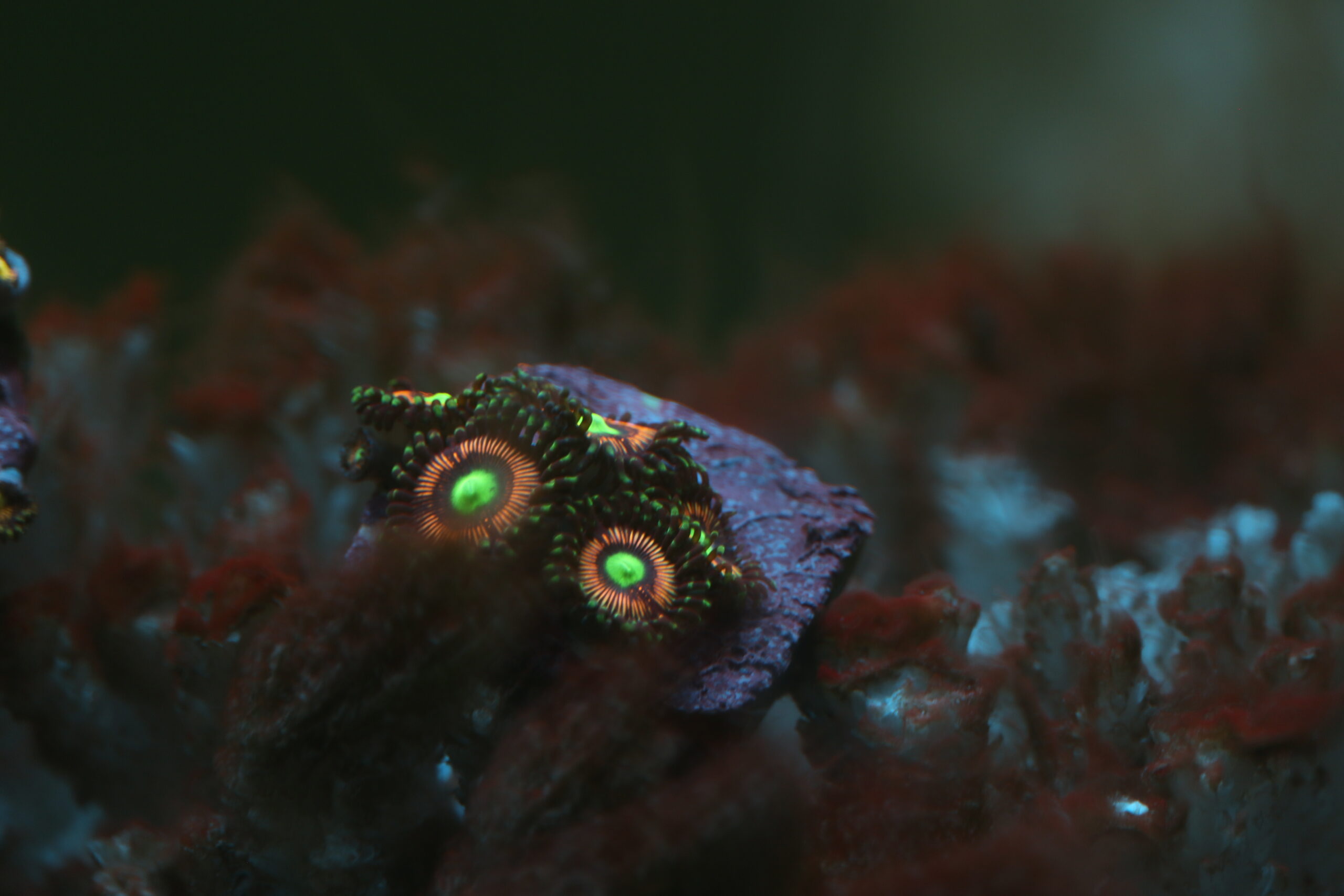Growing Zoas Lord of the Rings Zoanthus - Caring and referencing