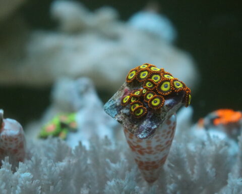 fruit loop