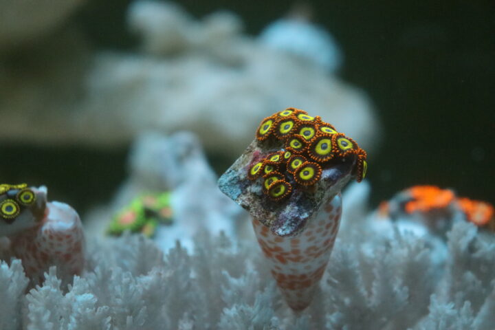 fruit loop