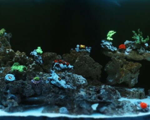 reef safer safe reef safer reef ideology