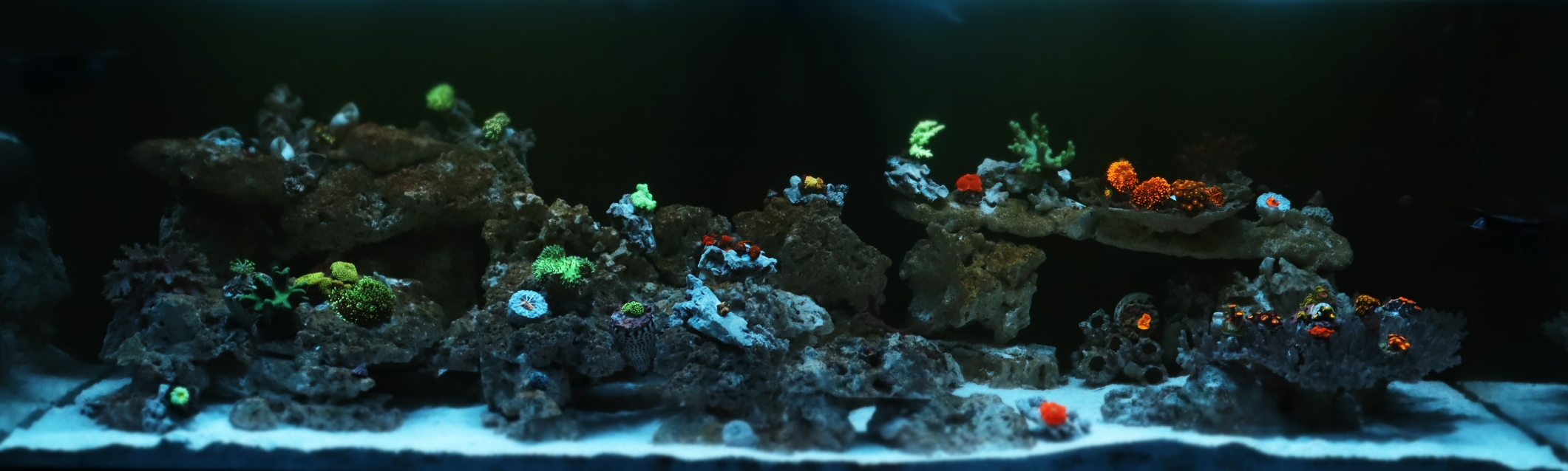 reef safer safe reef safer reef ideology
